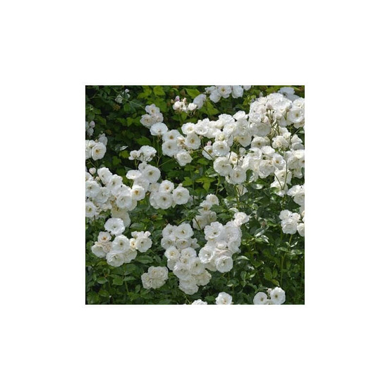 Rosier buissonnant blanc fee des neiges® korbin conteneur 5 litres