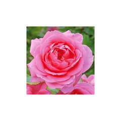 Rosier  rose vif pink cloud conteneur 5 litres