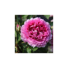 Rosier buissonnant rose vif princesse d'orient® kimteller conteneur 5 litres