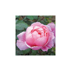 Rosier semi érigé rose clair brother cadfael® ausglobe conteneur 5 litres