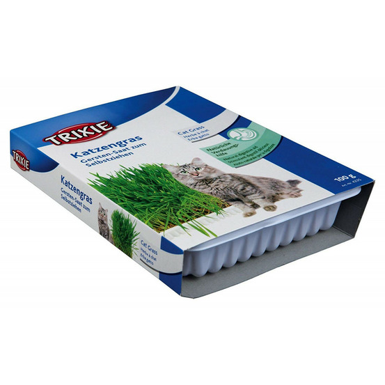 Herbe à chat, barquette de 100g