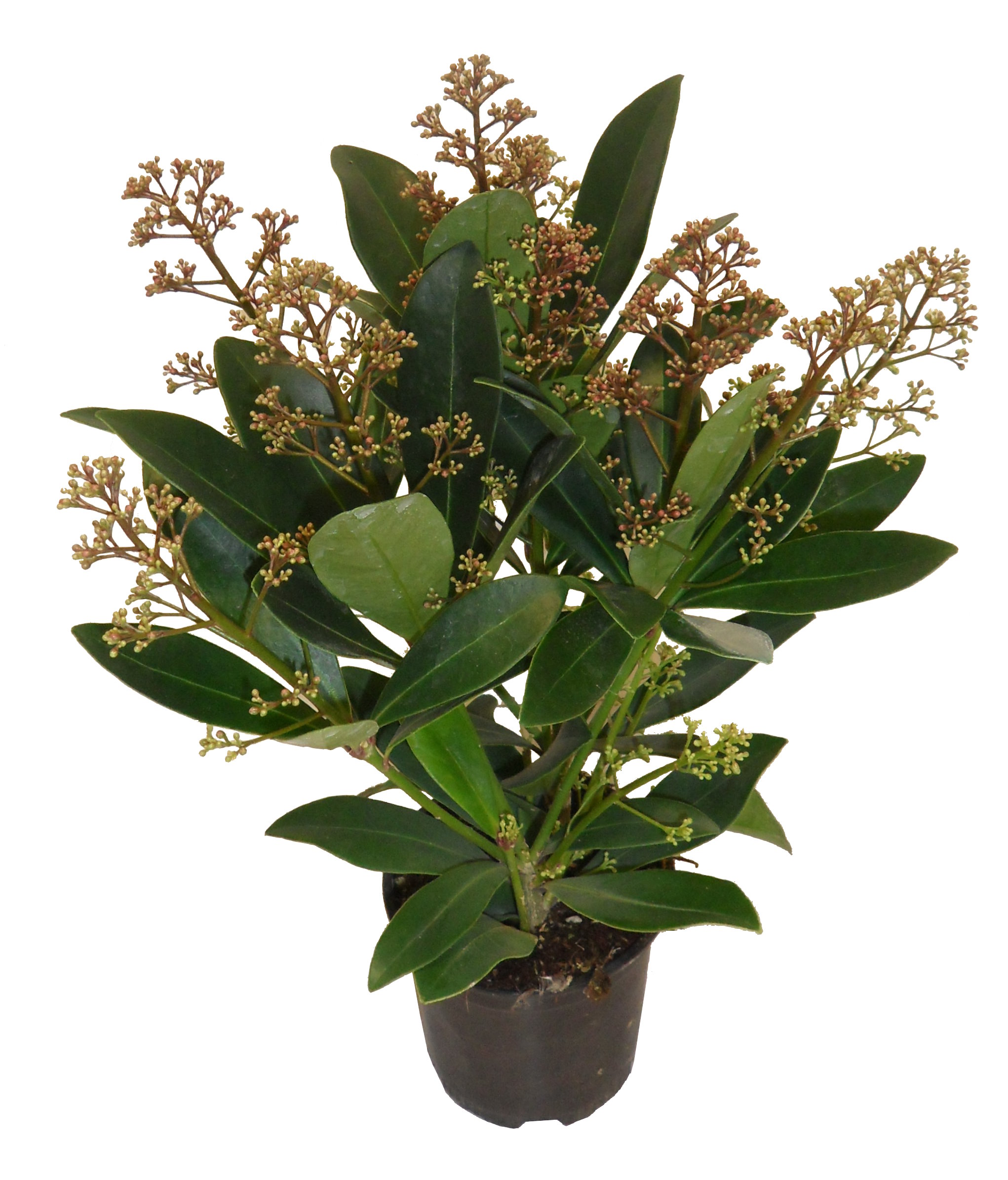 Skimmia pot 10,5 cm 3 - 5 fleurs