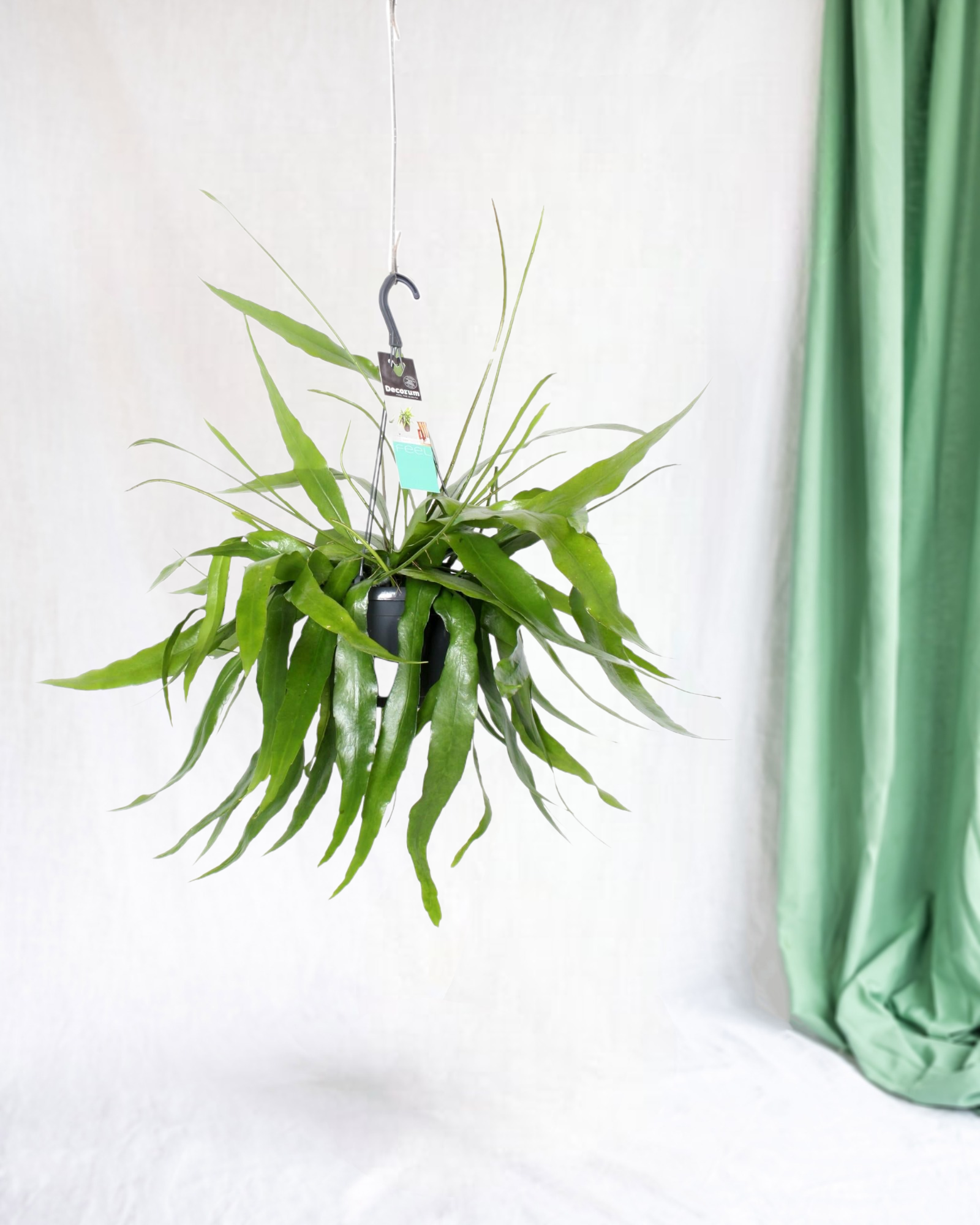Plante d'intérieur - epiphyllum pumilum 30cm