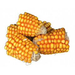Friandise morceaux d'epis de maïs - 300 g