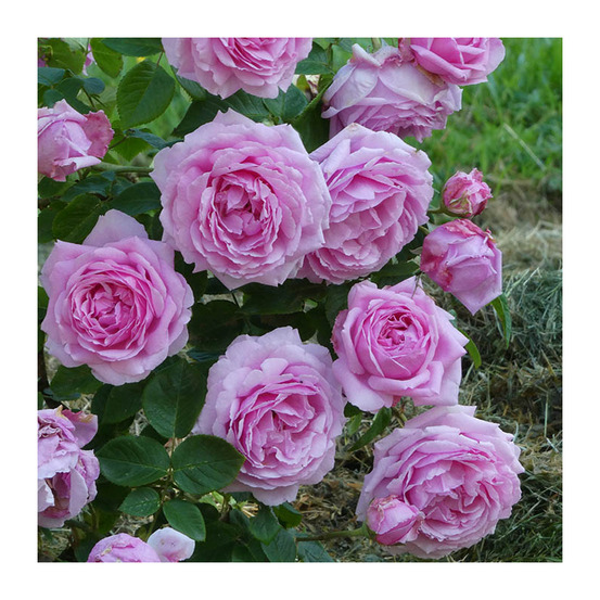 Rosier semi érigé andre eve le jardinier des roses® evegeboll racines nues