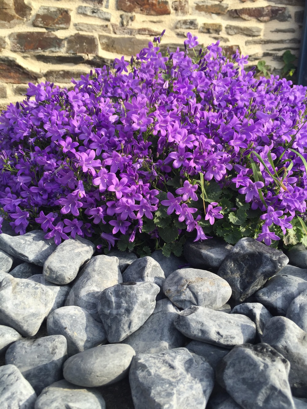 Galet noir mat 40-60 - pack de 10 sacs - 200 kg