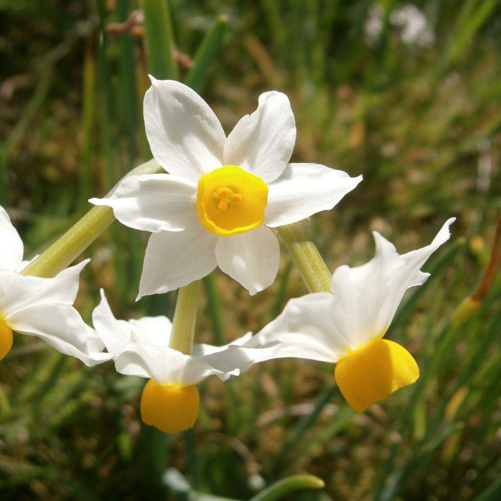 Narcisse multiflore 'canaliculatus' bulbe calibre 10+ (par 10)