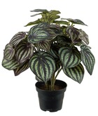 Peperomia fausse plante en pot lesté h30cmd25cm top qualité blanc-vert - dimhaut