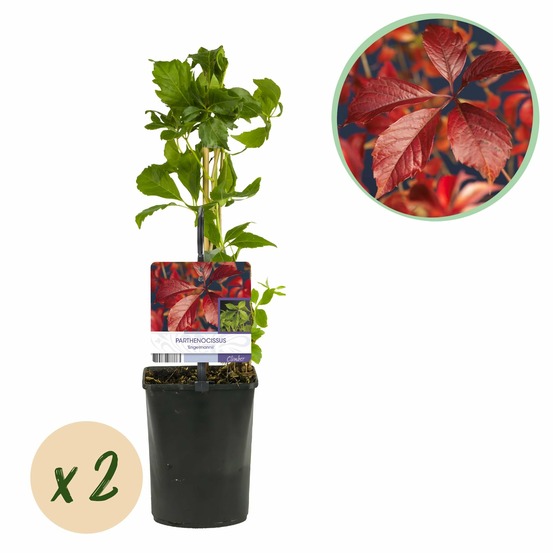 Parthenocissus engelmannii – lot de 2 – pot 11 cm