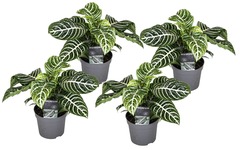 Set de 4 aphelandra botanica  - pot ⌀13cm - h.35-55cm (hauteur pot incluse)
