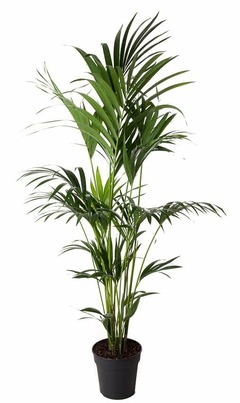 Palmier kentia - pot ⌀24 cm - h. 160-185cm (hauteur pot incluse)
