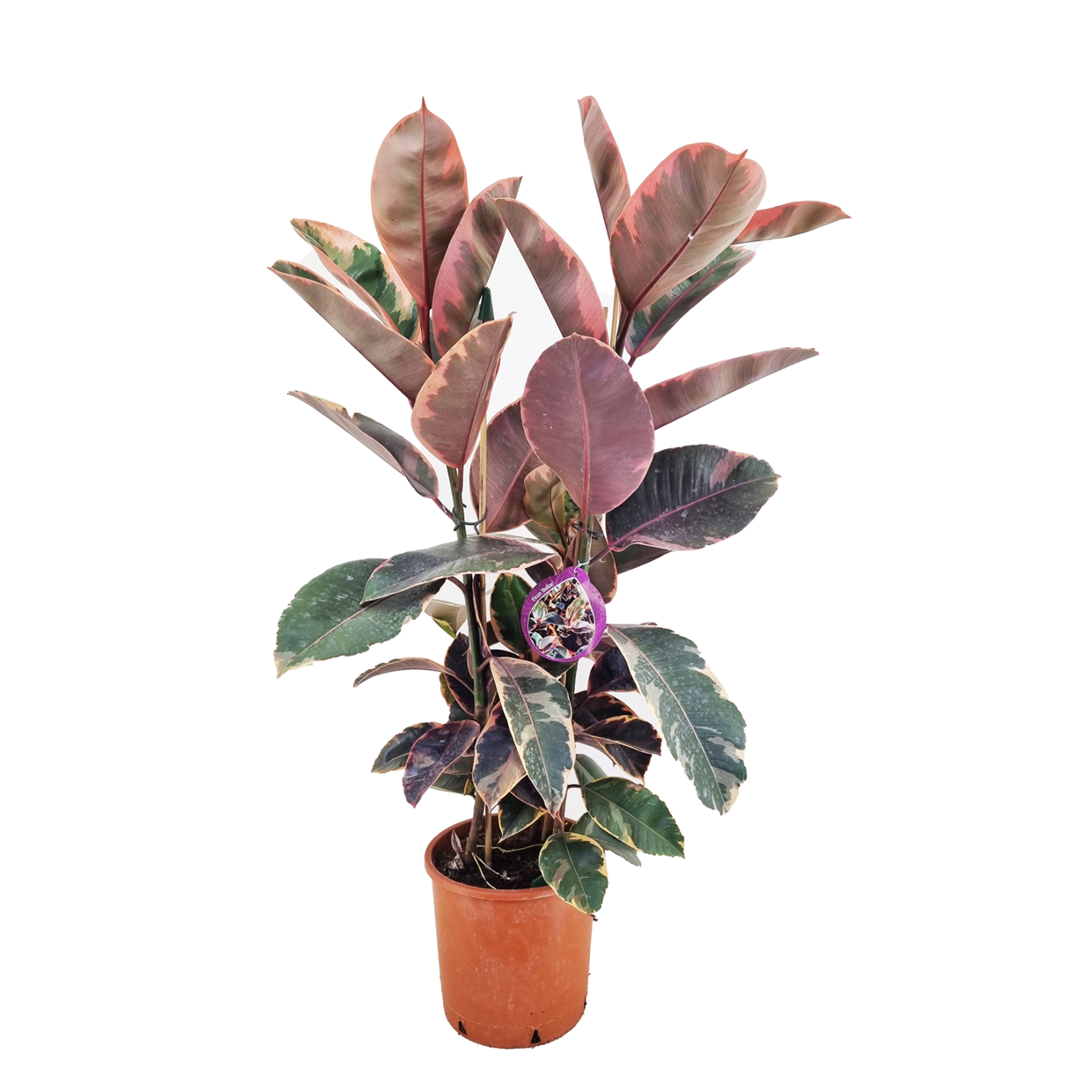 Ficus elastica belize - pot ⌀24cm - h.80-100cm (hauteur pot incluse)