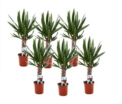 Set de 6 yucca - pot ⌀14cm - h40-50cm (hauteur pot incluse)
