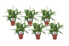 Set de 6 spathiphyllum  - pot ⌀12cm - h30-40cm (hauteur pot incluse)
