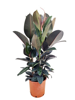 Ficus elastica abidjan - pot ⌀24cm - h.80-100cm (hauteur pot incluse)