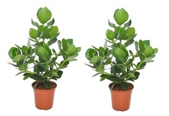 Set de 2 clusia rosea - pot ⌀17cm - h.45-55cm (hauteur pot incluse)