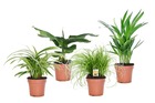 Mix de 8 plantes pet friendly - pot ⌀12cm - h20-30cm (hauteur pot incluse)