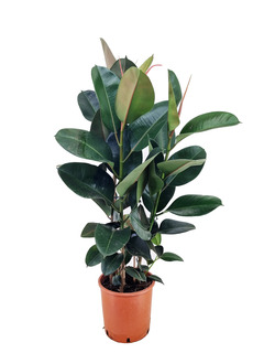 Ficus elastica robusta - pot ⌀24cm - h.80-100cm (hauteur pot incluse)