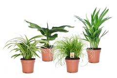 Mix de 4 plantes pet friendly - pot ⌀12cm - h20-30cm (hauteur pot incluse)