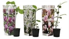 Mix de 3 magnolias - pot ⌀9 cm - h. 25-40cm (hauteur pot incluse)