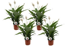 Set de 4 spathiphyllum xl - pot ⌀17cm - h60-70cm (hauteur pot incluse)
