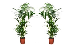 Set de 2 palmier kentia - pot ⌀18 cm - h. 80-100cm (hauteur pot incluse)