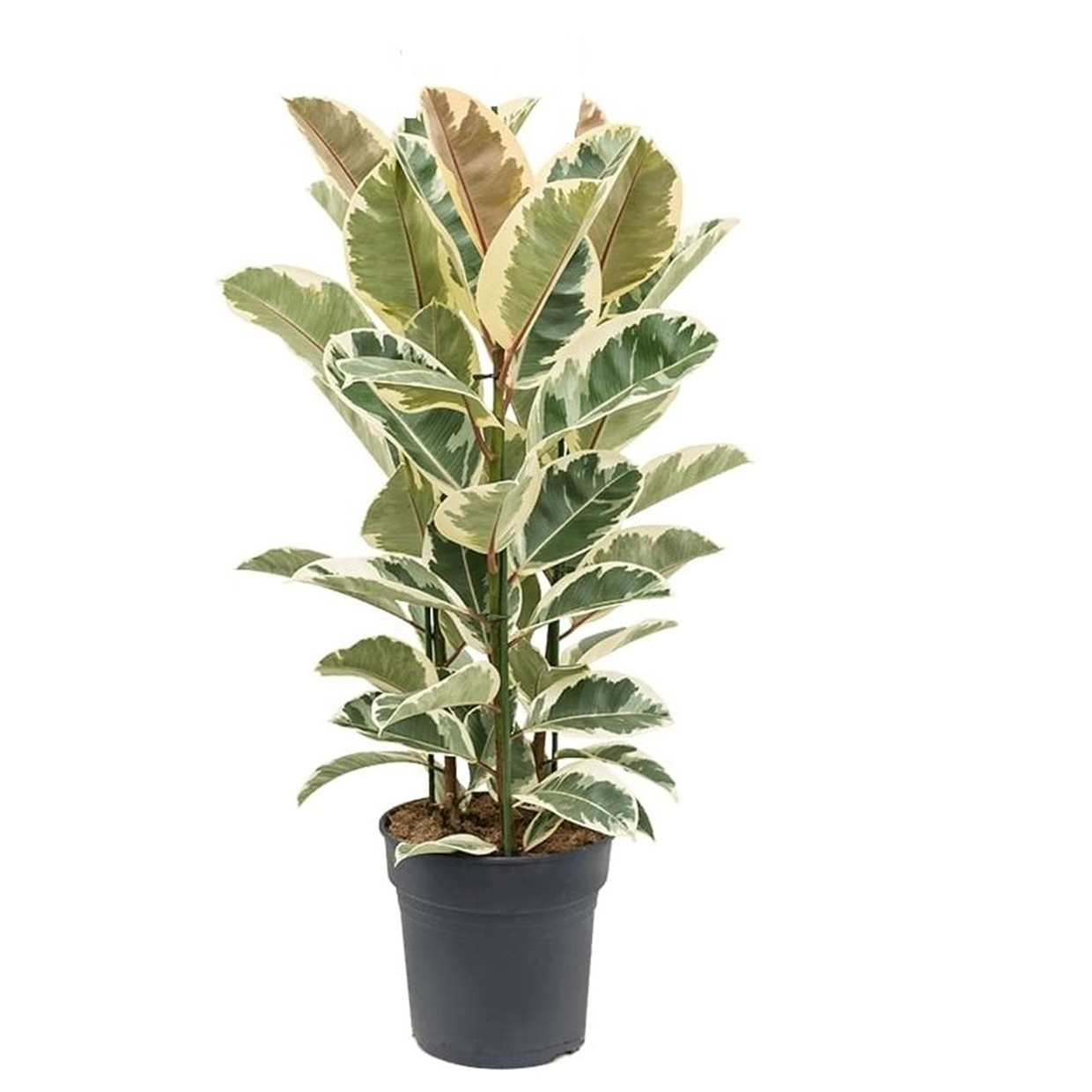 Ficus elastica tineke - pot ⌀24cm - h.80-100cm (hauteur pot incluse)