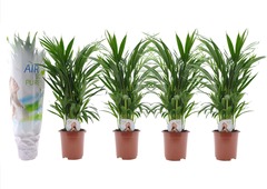 Set de 4 palmiers areca - pot ⌀17cm - h.60-70 cm (hauteur pot incluse)