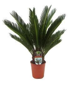 Palmier king sago - pot ⌀14cm- h.50-60cm (hauteur pot incluse)