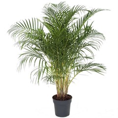 Palmier areca - pot ⌀27 cm - h. 140-150cm (hauteur pot incluse)