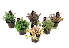 Assorti de 6 hebe plante arbustive - pot ⌀10cm  h. 10-15cm (hauteur pot incluse)