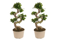 Set de 2 bonsaï ficus ginseng en s - pot ⌀22 cm - h.60-80cm (hauteur pot inclus)