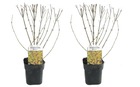 Set de 2 forsythia minigold - pot ⌀17 cm - h. 25-40cm (hauteur pot incluse)