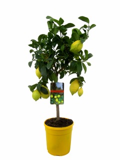 Citronnier limon - pot ⌀19 cm - h. 60-70cm (hauteur pot incluse)