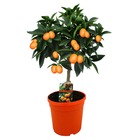Citronnier kumquat - pot ⌀19 cm - h. 50-60cm (hauteur pot incluse)