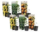 Assorti de 6 citrus - pot ⌀9 cm - h.25-40cm (hauteur pot incluse)