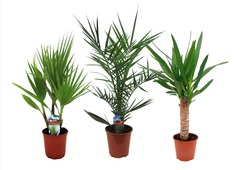 Mix de 3 palmiers d'interieur - pot  ⌀14cm - h50-60cm (hauteur pot incluse)