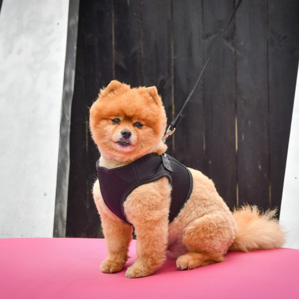 Harnais tee-shirt air mesh noir taille : l