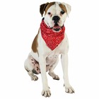 Collier chien bandana star rouge taille : t4