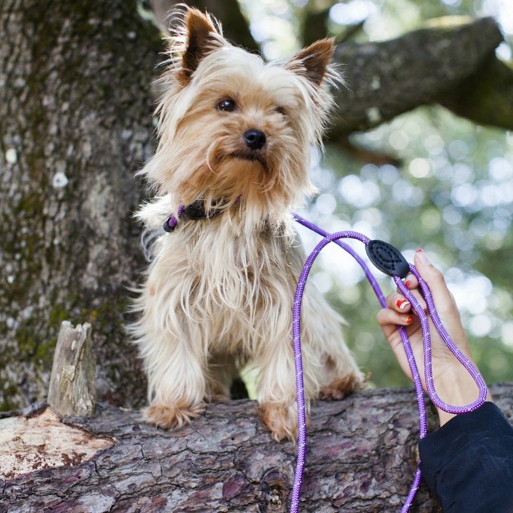 Laisse-lasso réfléchissante run around violette taille : t3