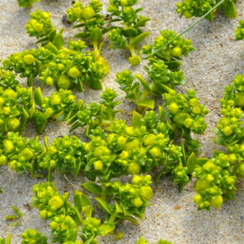 POURPIER MER ARROCHE GF H13A25-(766591)