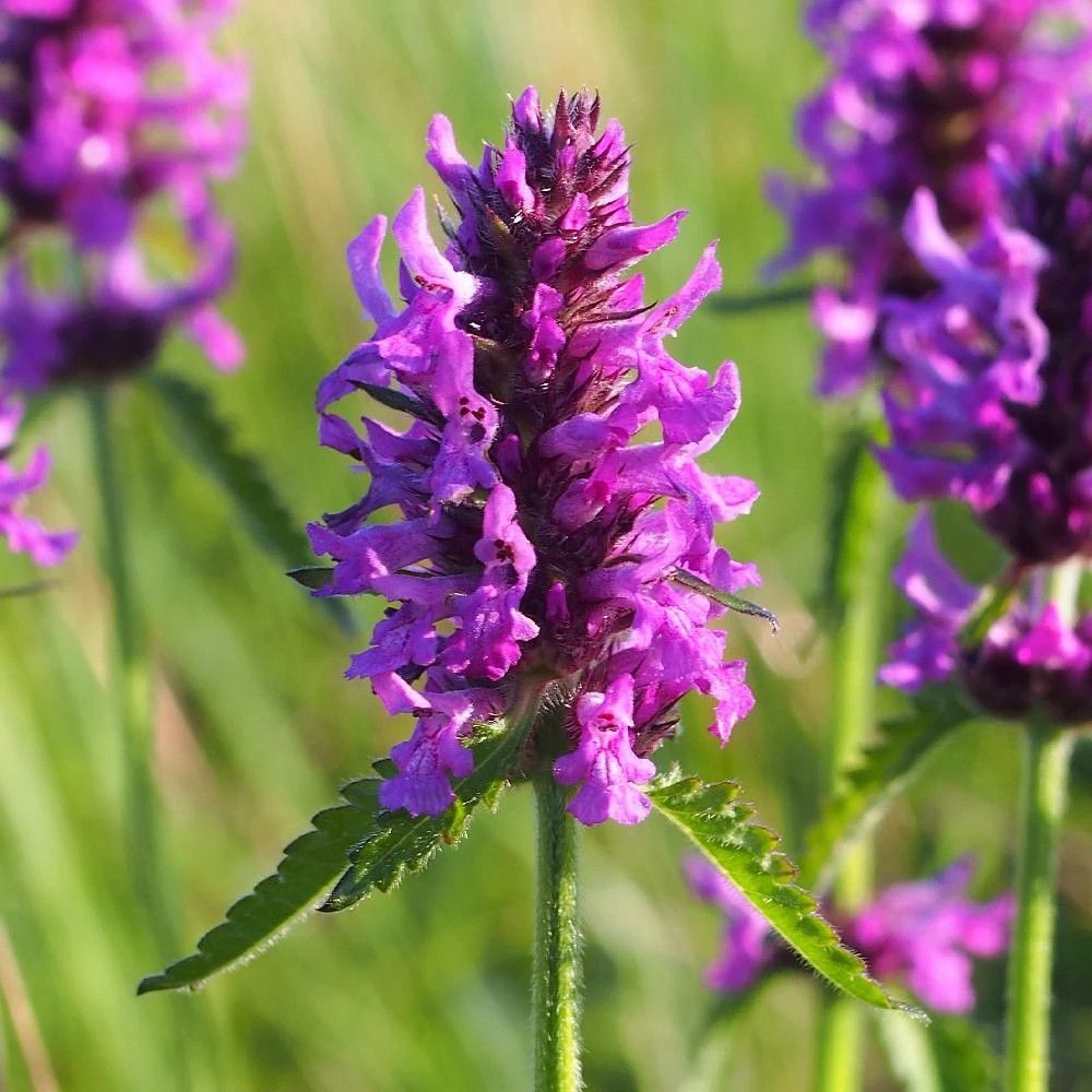 Epiaire officinale, stachys lot de 9 godets