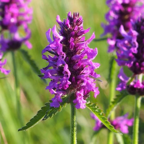 Epiaire officinale, stachys lot de 9 godets