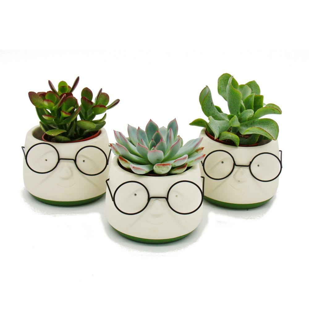 Ensemble de 3 cactus ou succulentes dans une jardinière - avec un visage et des lunettes - environ 7-10 cm de haut