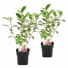 Set de 2 hortensias pink diamond - pot ⌀17cm - h.30-40cm (hauteur pot incluse)