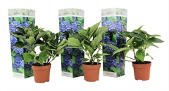Set de 3 hortensia  bleu - pot ⌀9cm - h.25-40cm (hauteur pot incluse)