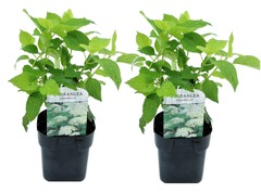 Set de 2 hortensias annabelle - pot ⌀17cm - h.30-40cm (hauteur pot incluse)