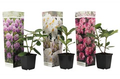 Assorti de 3 rhododendron - pot ⌀9cm - h.25-40cm (hauteur pot incluse)