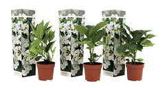 Set de 3 hortensia teller blanc - pot ⌀9cm - h.25-40cm (hauteur pot incluse)