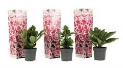 Set de 3 hortensias Bicolor rose - pot ⌀9cm - h.25-40cm (hauteur pot incluse)